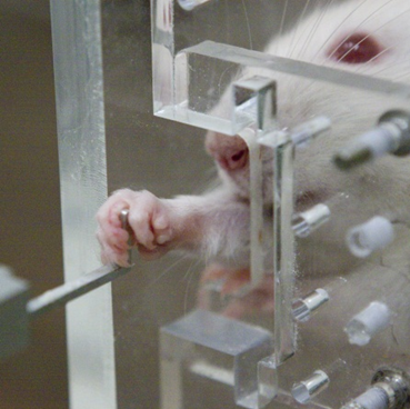 Rat performing a pull task