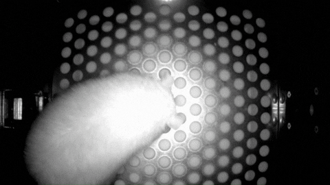 Animated demonstration of the OmniTrak red-light detection task